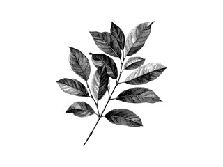 Hand-drawn vintage botanical art, ash tree leaves, engraving of ash tree, rustic woodland decor, eco-friendly print, old engraving style black sketch, nature tree, trendy sketch