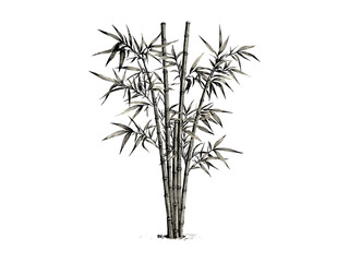 Bamboo tree engraving vintage style, botanical hand-drawn illustration, rustic nature print, eco-friendly art, black sketch, old engraving technique, retro woodland decor, classic plant drawing