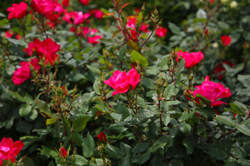 Beautiful roses in full bloom at the Japan Rose Garden.