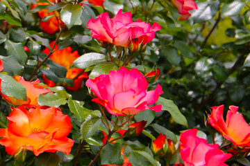 Beautiful roses in full bloom at the Japan Rose Garden.