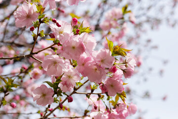Branches of sakura flowers, cherry blossom