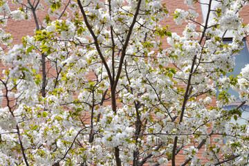 Branches of sakura flowers, cherry blossom