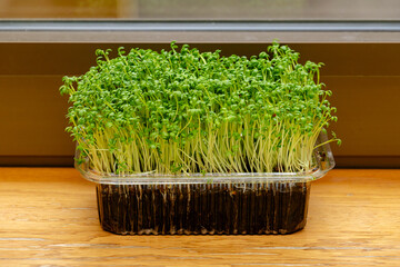 Green alfalfa sprouts inside plastic pot container next to window interior