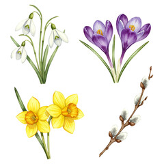 Watercolor spring flower element set. Isolated botanical illustration for invitations and seasonal design.