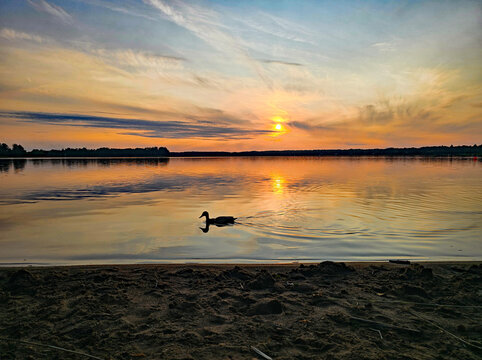 wonderful view of a duck swimming in the lake in the sunset as a silhouette