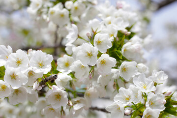 Branches of sakura flowers, cherry blossom