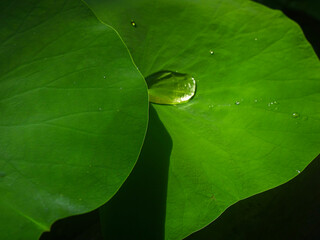 water drops on lotus leaf