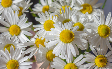 Beautiful White garden Chamomiles tender background. Soft focus. Chamomile blooming flowers. Daisies meadow.