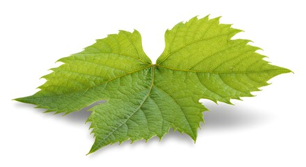 Fototapeta premium Green Grape Leaf with Shadow