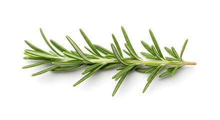 Fototapeta premium Rosemary Sprig