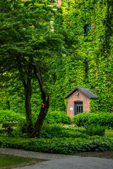 Ivy-Covered Buildings at Saint John's University