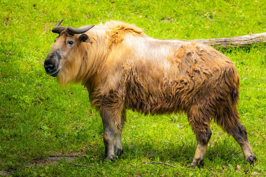 Close up portrait of wild Takin