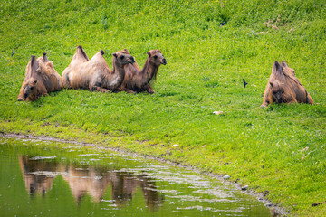 Group of camels resting on the grass field