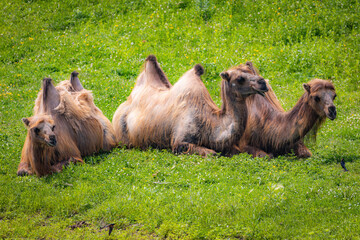 Group of camels resting on the grass field