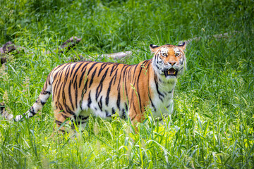 Vibrant amur tiger portrait in the wild