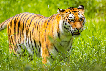 Vibrant amur tiger portrait in the wild