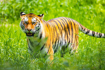 Vibrant amur tiger portrait in the wild