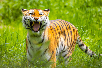 Close up Roaring Amur Tiger Portrait in the Wild