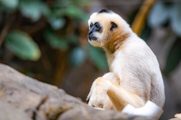 White-cheeked Gibbon cute portrait in the wild