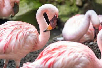 Stunning flamingos herd close up