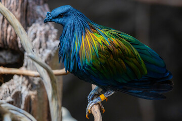 Vibrant Nicobar pigeon close up portrait