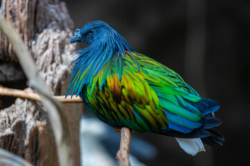 Vibrant Nicobar pigeon close up portrait