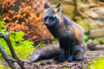 Close up portrait of red fox