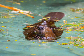 Close up beaver portrait swimming © PhotoSpirit