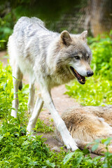 Close-up Portrait of wild wolf
