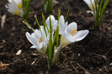 white crocus flowers in spring