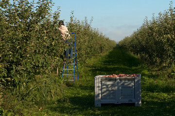 Apple harvest season. A young man uses a portable ladder to pick apples from a tree in an apple plantation.
