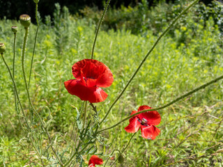 Red poppy flowers blooming in a green field, selective focus. Close-up of vibrant red poppy flowers...