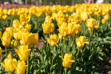Yellow tulips bloom in a flower garden in spring sunshine