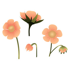 Set of simple pink flowers. Vector illustration isolated on white background.