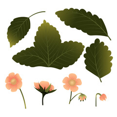 Set of strawberries with leaves and flowers. Vector illustration isolated on white background.