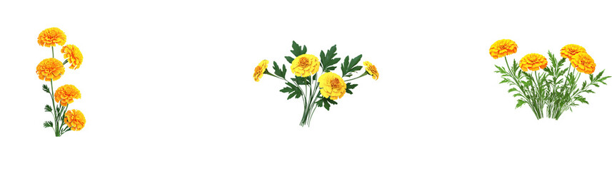 A set of Marigold, Flower isolated transparent background.  Element design D&iacute;a de Muertos