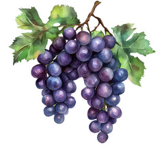 Fototapeta premium Grapevine Watercolor Illustration _ Lush grapevine painted in watercolor, isolated PNG perfect for winery branding or Mediterranean themes.
