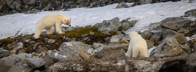 Two polar bears eye each other across a boulder field