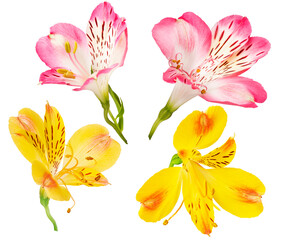red and yellow alstroemeria flower isolated on white background