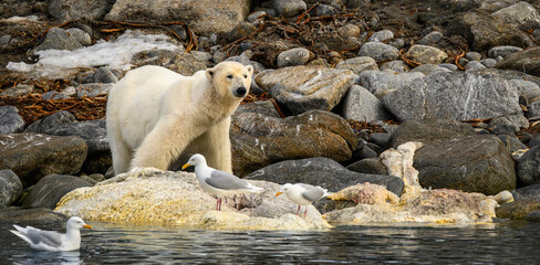 A polar bear investigates a whale carcass on the shoreline