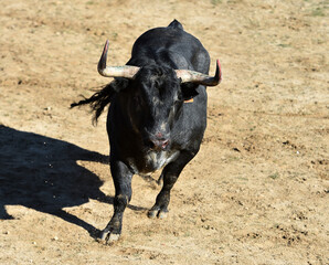 black bull in spain