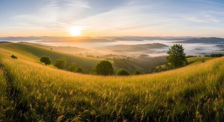 Fototapeta premium Panoramic sunrise view over rolling hills with golden grass and scattered trees illuminated by the morning sun casting shadows and creating a tranquil atmosphere.