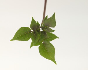 Growing of  violet potato, stems of heirloom potato, Solanum tuberosum, on white background