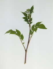 Growing of  violet potato, stems of heirloom potato, Solanum tuberosum, on white background