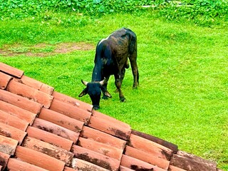 a black bull grazing, in the foreground you can see the roof tiles of a house, photograph taken at a sharp angle.
