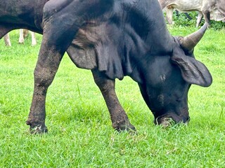 close-up of a bull grazing, eating green grass, with the legs of other cows in the background.