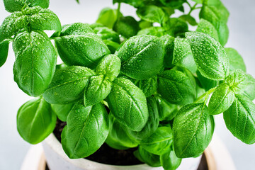 Basil sprouts enhance dishes with their fresh flavor