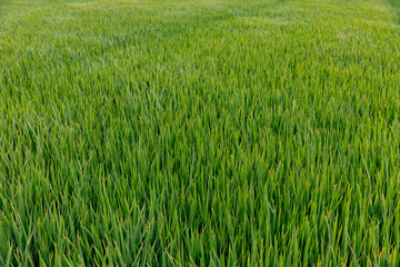Verdant green rice field in hoi an, vietnam captures natural beauty