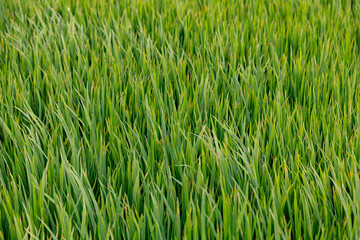 Banner Lush green rice field landscape in hoi an, Agricultural industry vietnam
