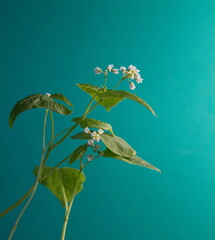 Fagopyrum esculentum in bloom, on turquoise green background